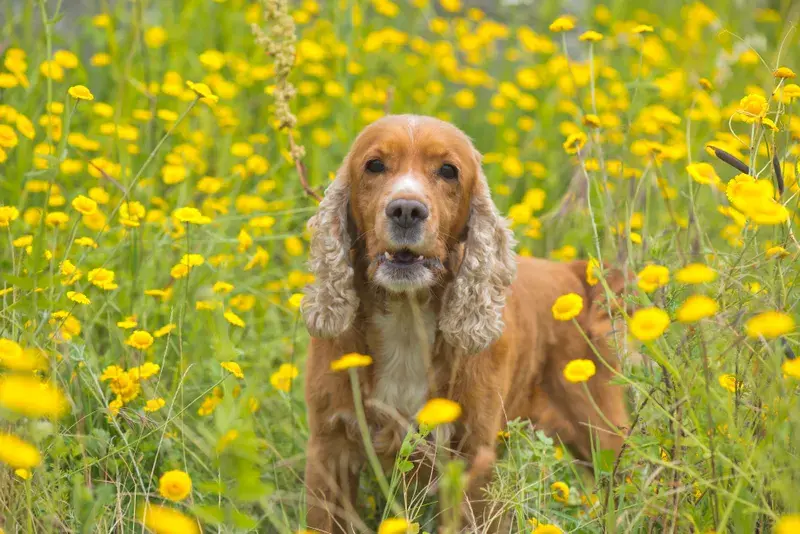 Cocker spaniel står i fält av gula sommarblommor