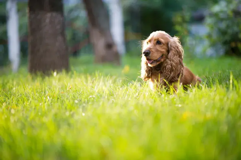 Cocker spaniel sitter i högt sommargräs med synliga hängöron