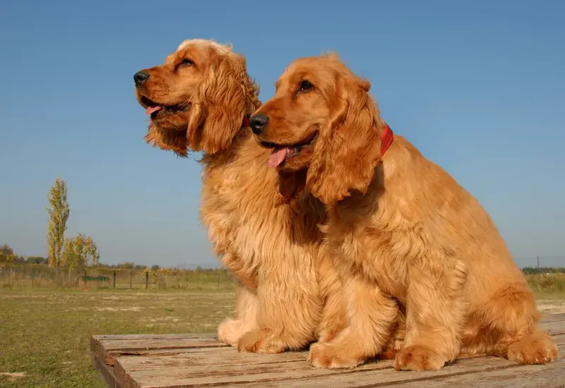 Rödbrun cocker spaniel ligger på jutematta inomhus med leksaksboll