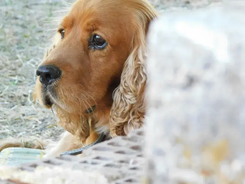 Rödbrun cocker spaniel med nosen mot marken i sommarmiljö