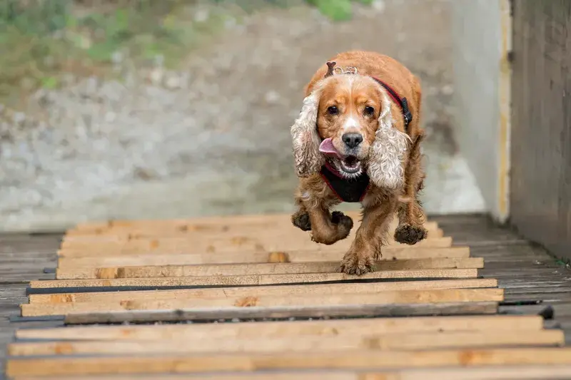 Cocker spaniel springer i röd sele över träplankor utomhus