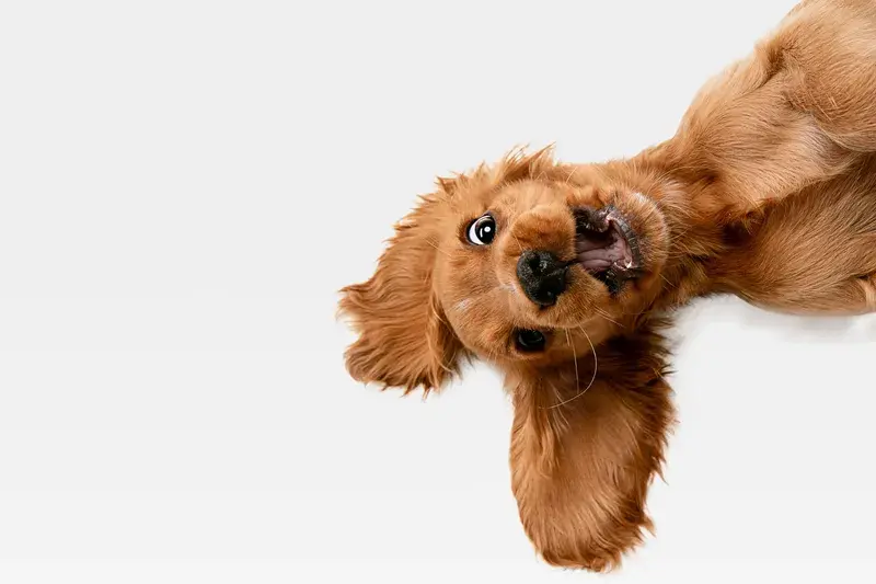 Rödbrun cocker spaniel-valp leker på rygg mot vit bakgrund