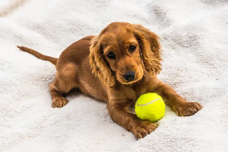 Rödbrun cocker spaniel-valp ligger på vit pläd med tennisboll