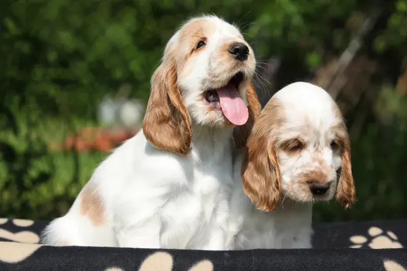 Två orange-vita cocker spaniel-valpar sida vid sida