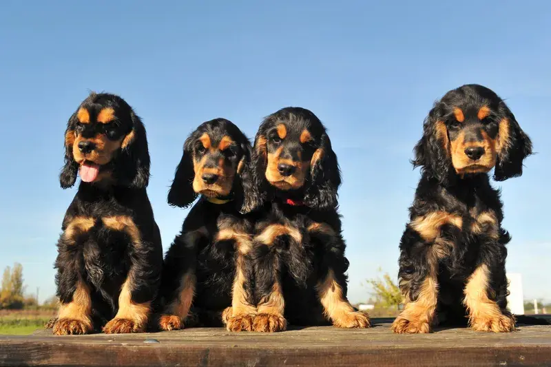 Fyra svart-tan cocker spaniel-valpar sitter på rad utomhus
