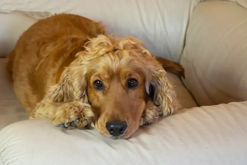 Rödbrun cocker spaniel vilar lugnt på ljus läderfåtölj