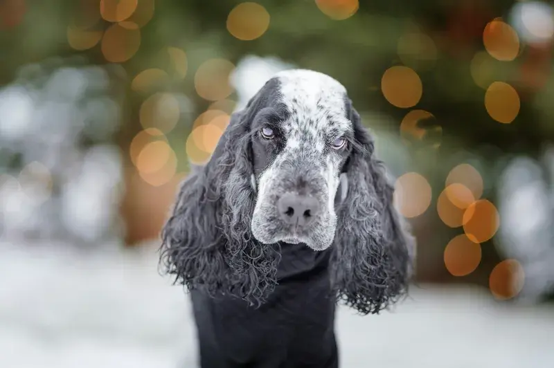 Svart-vit cocker spaniel med långa öron framför varmt vinterljus